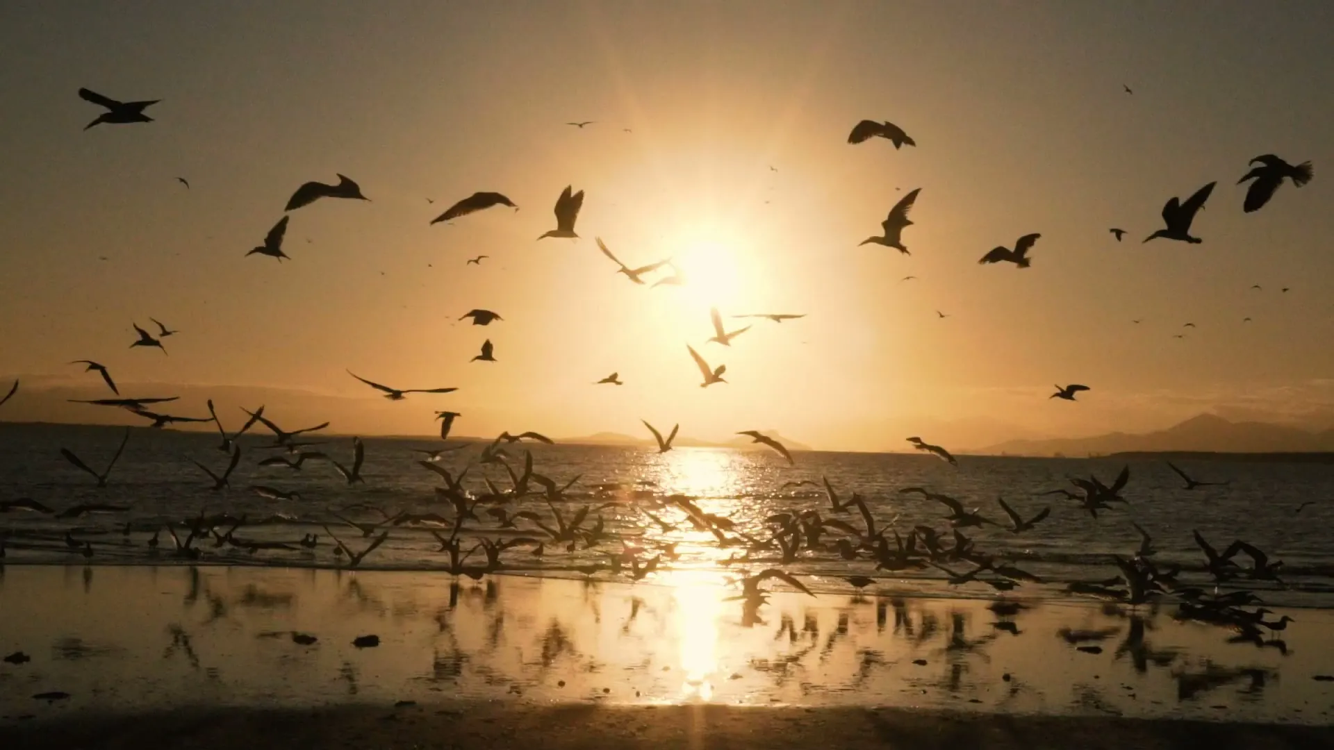 Pôr do sol sobre o mar da Ilha do Mel, com gaivotas em revoada